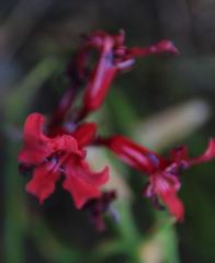 Tritoniopsis pulchra