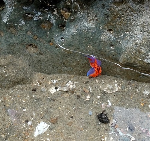 Flabellinopsis iodinea