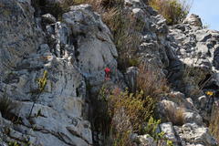 Tritoniopsis pulchra