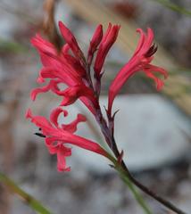 Tritoniopsis pulchra