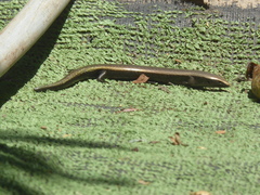 Chalcides viridanus