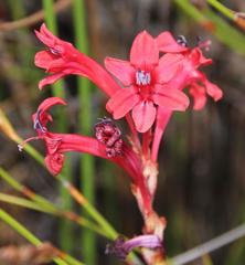 Tritoniopsis pulchra