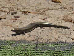 Chalcides viridanus