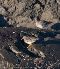Calidris ptilocnemis