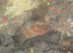 Epinephelus rivulatus