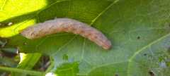 Noctua fimbriata