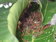 Oecophylla smaragdina