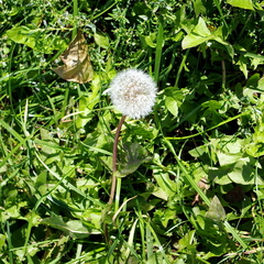 Taraxacum officinale