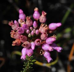 Erica obliqua
