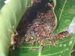 Oecophylla smaragdina