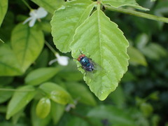 Chrysomya megacephala