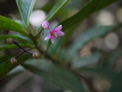 Ardisia solanacea