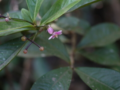 Ardisia solanacea