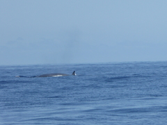 Balaenoptera edeni