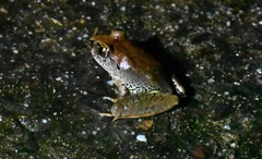 Mixophyes iteratus