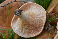 Lactarius acerrimus