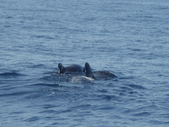 Globicephala macrorhynchus