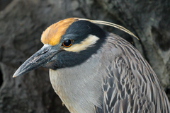 Nyctanassa violacea pauper