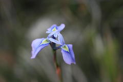 Moraea tripetala tripetala