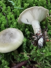 Lactarius pyrogalus