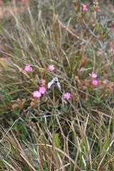 Moraea tripetala tripetala