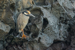 Nyctanassa violacea pauper