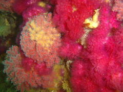Melithaea rubra