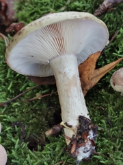 Lactarius pyrogalus