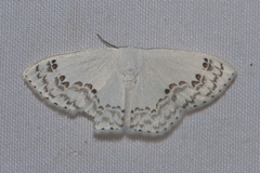 Teldenia specca