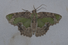 Eucyclodes discipennata