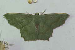 Episothalma robustaria