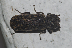 Lichenophanes carinipennis