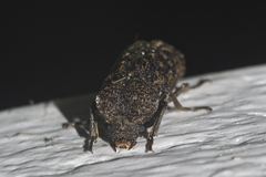 Lichenophanes carinipennis