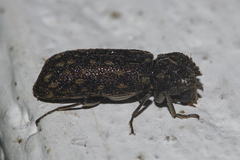Lichenophanes carinipennis