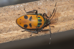 Tetrarthria variegata