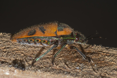 Tetrarthria variegata