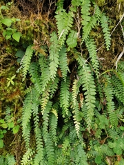 Osmolindsaea odorata