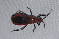 Vilius melanopterus