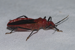 Vilius melanopterus