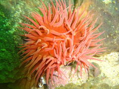 Pseudactinia flagellifera