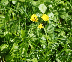 Scorzoneroides autumnalis