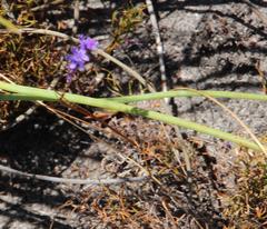 Micranthus filifolius