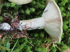 Lactarius pyrogalus