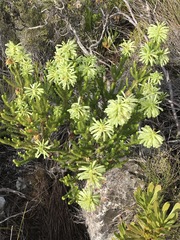 Erica sessiliflora