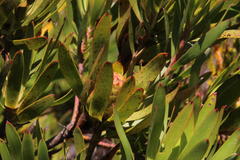 Leucadendron gandogeri × xanthoconus