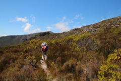 Leucadendron gandogeri × xanthoconus