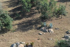 Aloe marlothii marlothii