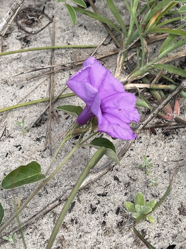 Ipomoea malvacea image