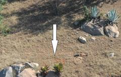 Aloe marlothii marlothii