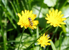 Scorzoneroides autumnalis
